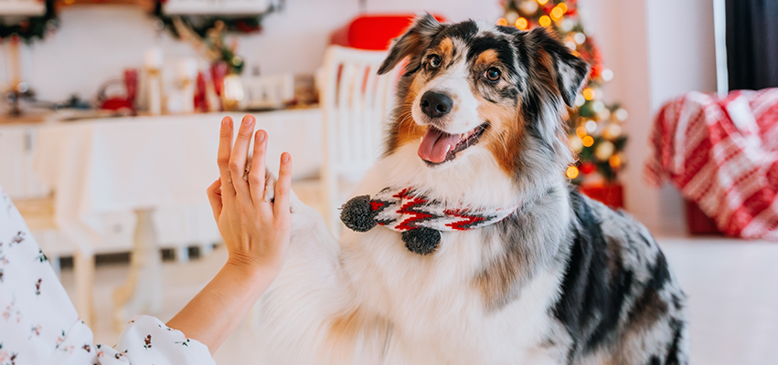 Holiday Gift Guide: A Curated List of Fun and Trendy Gifts for Dog Lovers and Their Dogs