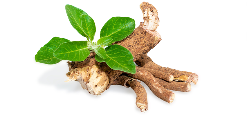 Unleashing Ashwagandha: An Ancient Remedy for Our Dogs