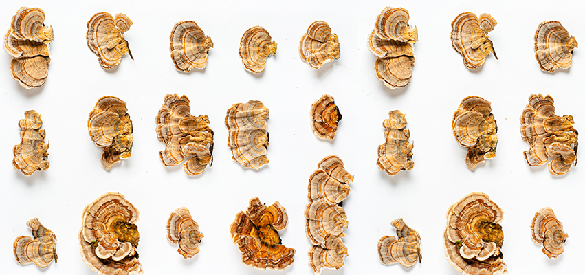 Unlocking the Power of Turkey Tail Mushrooms for Your Dog’s Health