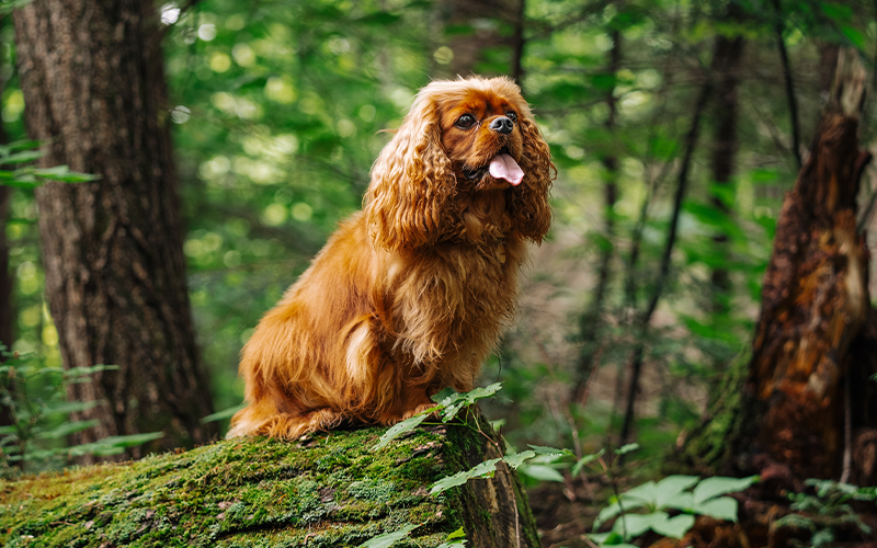 Proudly Canadian: Natural Dog Supplements Made with Canadian Ingredients