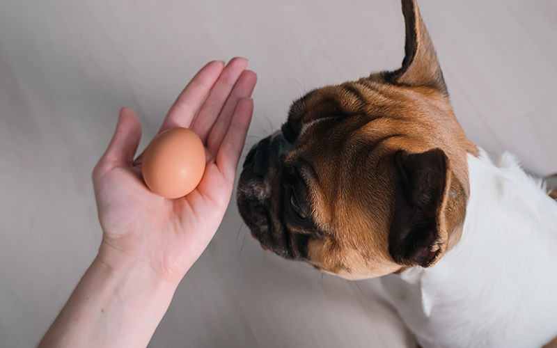 The Health Benefits of Eggshell Membrane for Dogs