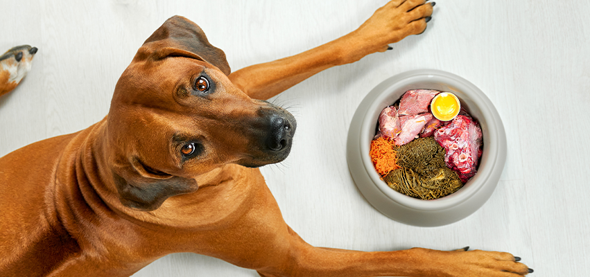 The Ultimate Guide to Natural Raw Food for Dogs: Why Pet Parents Are Making the Switch