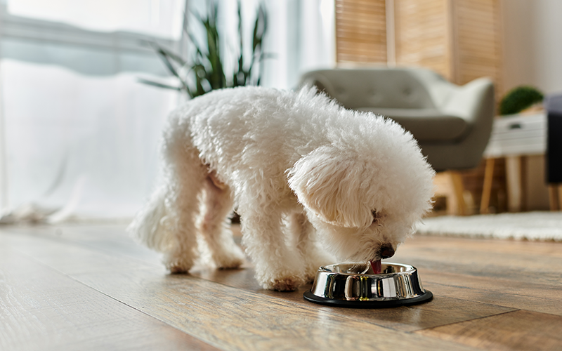 Why Canine-Specific Probiotics and Prebiotics Are Key to Your Dog’s Gut Health